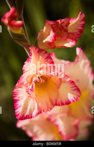 Gladioli crescendo in giardino,Portogallo,Inghilterra Foto Stock