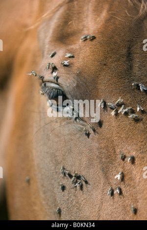 Vola su un cavallo s volto Oxfordshire England Regno Unito Foto Stock