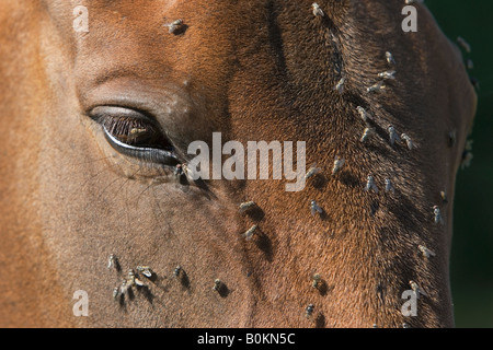 Vola su un cavallo s volto Oxfordshire England Regno Unito Foto Stock