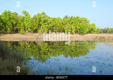 Piscina in Bandhavgarh Riserva della Tigre Foto Stock