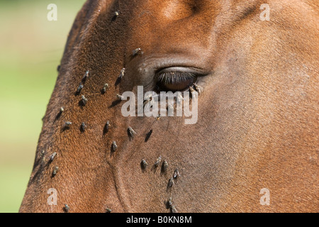 Vola su un cavallo s volto Oxfordshire England Regno Unito Foto Stock