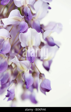Wisteria sinensis fiori a lato contro uno sfondo bianco Foto Stock