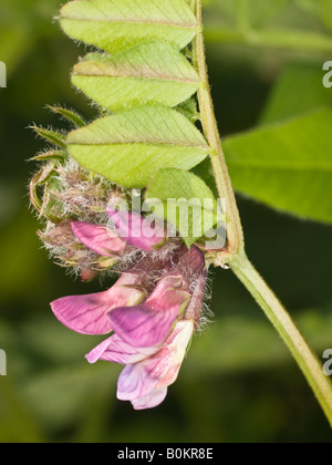 Veccia comune Vicia sativa Fabaceae Foto Stock