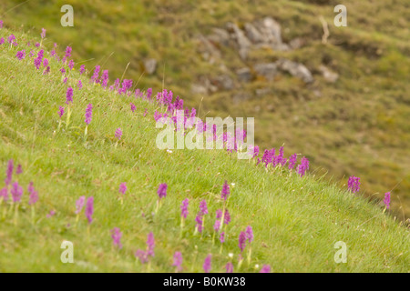 Inizio viola orchidee in Cressbrook Dale DESC Foto Stock