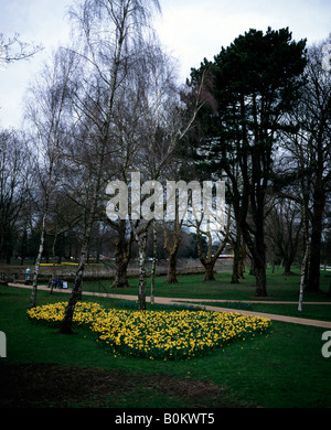 La molla Giunchiglie in Bute Park Cardiff Galles Wales Foto Stock