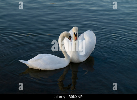 In Europa il Regno Unito Sunbury on Thames cigni sunbury Foto Stock