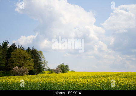 Campo di colza giallo sotto un cielo blu brillante con soffici nuvole bianche e un rigoglioso bordo verde della foresta sullo sfondo. Foto Stock