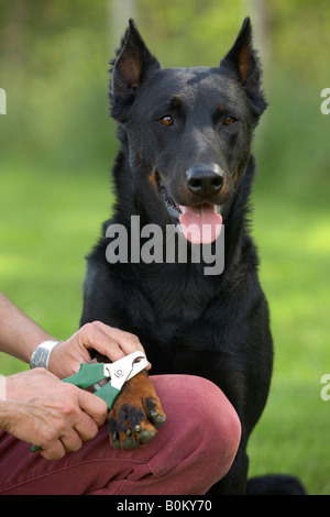 Beauceron ottenere tagli ad artiglio Foto Stock