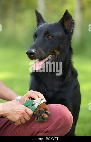 Beauceron ottenere tagli ad artiglio Foto Stock