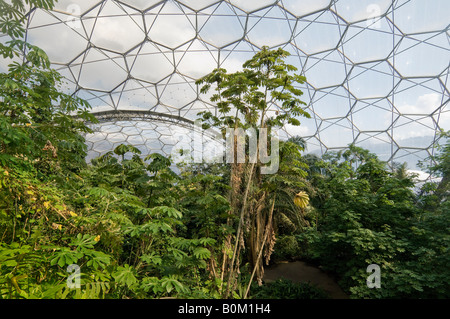 Eden Project, Cornwall. Vista guardando attraverso il baldacchino del tropicale cupola biome Foto Stock