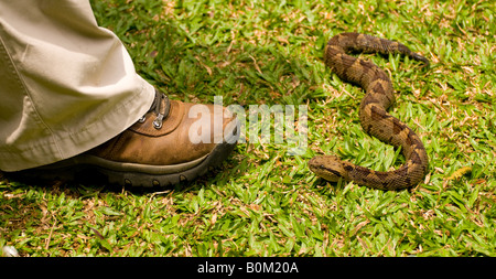 Costa Rica, messicano velenosi Jumping Rattlesnakes Snake vicino al piede maschile in ambiente in cattività. Foto Stock