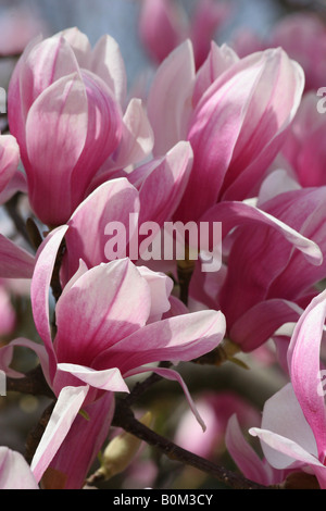 Numerose primavera viola e bianco fiori sbocciano i fiori su un ramo di un tulipano albero di magnolia (magnolia liliiflora). Foto Stock