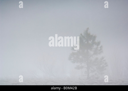 Piccolo Lone Pine Tree nella nebbia di mattina e la nebbia Yosemite Valley Yosemite National Park in California Foto Stock