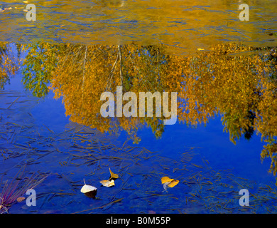 Golden cottonwoods e cielo blu riflessa nel gelido fiume Wenatchee, WA Foto Stock