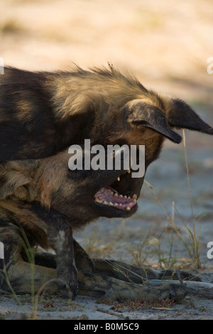 Una coppia di rara in via di estinzione selvatico africano Cani giocando close-up in Linyanti Game Reserve in Botswana, soft focus sfondo, nessun popolo Foto Stock