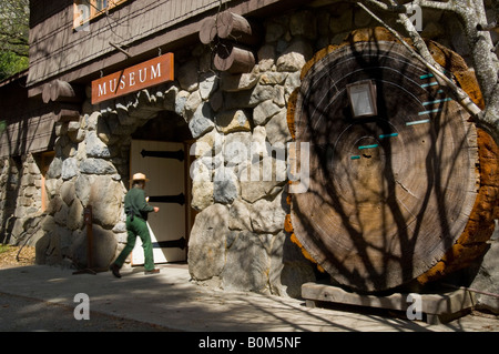 Sequoia gigante albero che mostra gli anelli di età di fronte al Museo di Yosemite Yosemite National Park in California Foto Stock