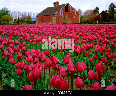 Weathered fienile con righe di fioritura tulipani in Skagit County, WA Foto Stock