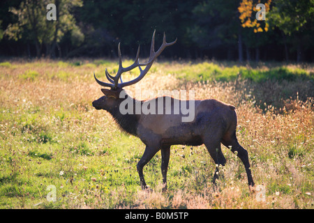 NORTH AMERICAN ELK Cervus elaphus AKA WAPITI IN Elk Grove Village ILLINOIS USA Foto Stock