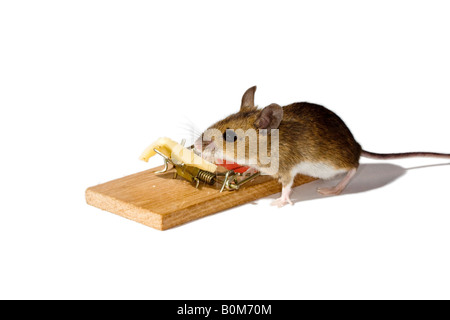 Il mouse per prendere il formaggio esca su un mousetrap Foto Stock