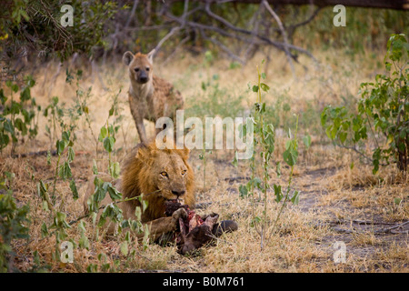 La iena di intrufolarsi da dietro un maschio di leone mangiare buffalo skull Iena cercando opportunità di rubare il cibo lions Okavango Delta Botswana Foto Stock