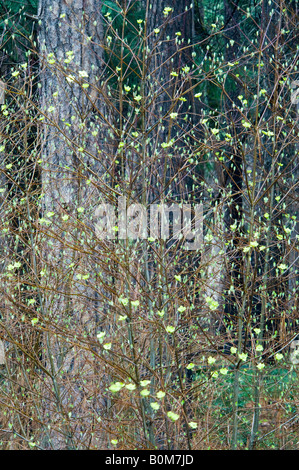 Boccioli Floweing su albero nella primavera del Parco Nazionale di Yosemite in California Foto Stock