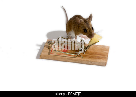 Il mouse per prendere il formaggio esca su un mousetrap Foto Stock