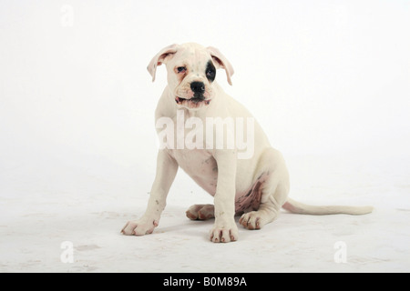 Bianco boxer tedesco cucciolo dieci settimane Foto Stock