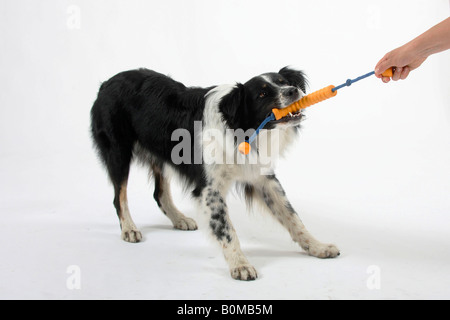 Australian Shepherd con rimorchiatore giocattolo di guerra Foto Stock