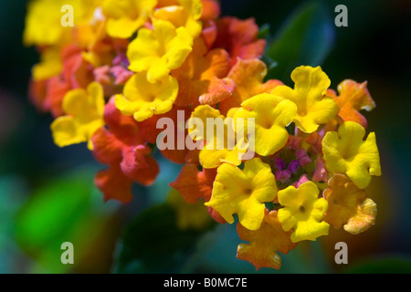 Brillante fiori Lantana Foto Stock