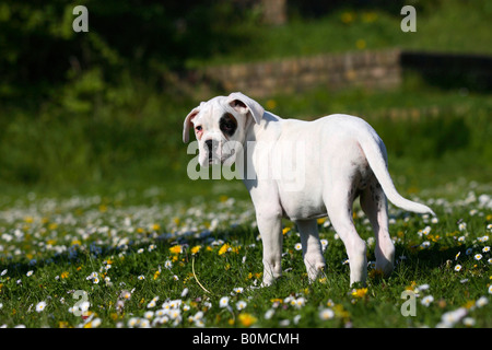 Bianco boxer tedesco cucciolo dieci settimane Foto Stock