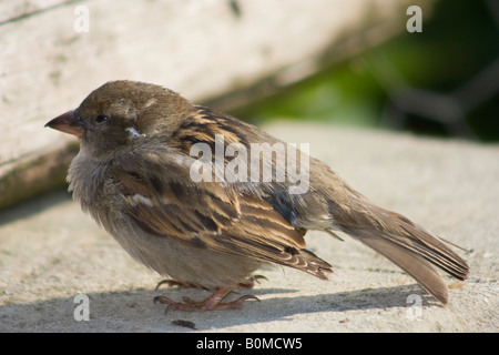 Piccolo uccello di Dunnock (Prunella modularis) appena sviluppato prendere il sole su un terreno di cemento caldo Foto Stock