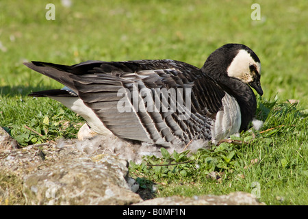 Una femmina adulta Barnacle Goose (Branta leucopsis) seduto sulle sue uova nel suo nido Foto Stock