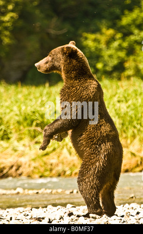 Stati Uniti d'America ALASKA punto geografico Katmai National Park grande orso bruno in alert in piedi sulle zampe posteriori vicino al flusso di salmone Foto Stock