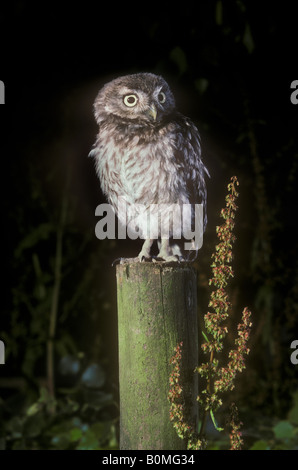 Piccolo gufo caccia Foto Stock