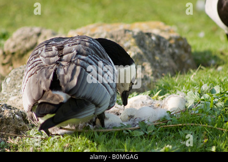 Una femmina adulta Barnacle Goose (Branta leucopsis) che controlla le sue uova nel suo nido Foto Stock