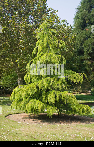 Albero di cedro Atlantico (Cedrus Atlantica) in primavera Foto Stock