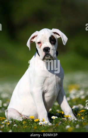 Bianco boxer tedesco cucciolo dieci settimane Foto Stock