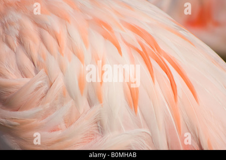 Un primo piano di piume rosa arancio di un Flamingo Foto Stock