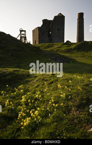 Cowslips cresce a Gazza (miniera in disuso miniera di piombo) vicino a Sheldon, Parco Nazionale di Peak District, Derbyshire, Inghilterra Foto Stock