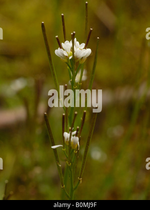 Hairy bitter-crescione, cardamine hirsuta mostrando le capsule di semi di over-topping i fiori Foto Stock