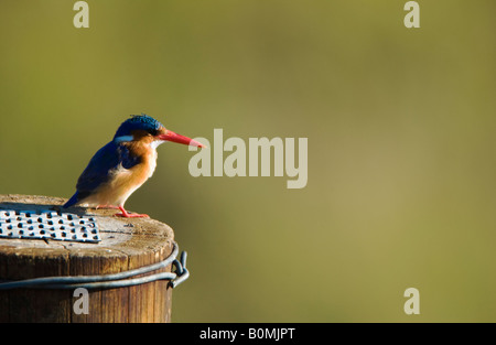 Un blu Malachite Kingfisher bird Corythornis cristatus seduta sul bordo del legno di palificazione messa a fuoco morbida dello sfondo verde Okavango Delta Moremi Botswana Foto Stock