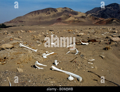 Scheletri e resti di mummie al saccheggio pre Inca cimitero di chauchilla vicino alla città di Nazca Perù Foto Stock