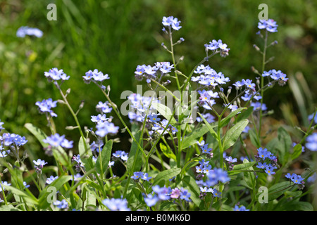 Vergissmeinnicht Blumen, forgetmenot fiori Foto Stock
