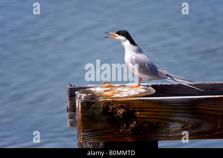 Sterna di Forster s Foto Stock