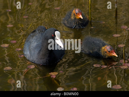 Nero la folaga (fulica atra) nuotare tra le ninfee con la sua nuova pulcini usciti dal guscio, ancora sporting loro Uovo di denti. Foto Stock