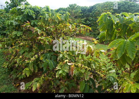 Piantagione di caffè, caffè Kauai, isola di Kauai, Hawaii, STATI UNITI D'AMERICA Foto Stock