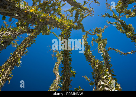 Ocotillo e cielo blu nel Anza-Borrego Deserto della California del sud degli Stati Uniti. Foto Stock