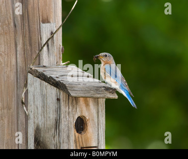 Una femmina Orientale, Bluebird Sialia sialis, posatoi sul tetto della sua nestbox con un ragno nel suo becco. Oklahoma, Stati Uniti d'America. Foto Stock