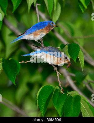 Una coppia di Bluebirds Orientale, Sialia sialis, persico in una struttura ad albero. La femmina ha un insetto nel suo becco. Oklahoma, Stati Uniti d'America. Foto Stock