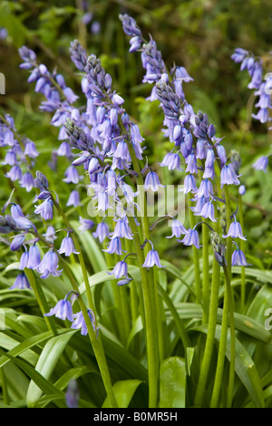 English Bluebell flower (Hyacinthoides non scriptus) Wales UK Foto Stock